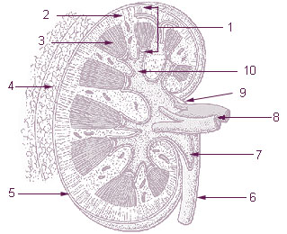 File:Illu kidney.jpg