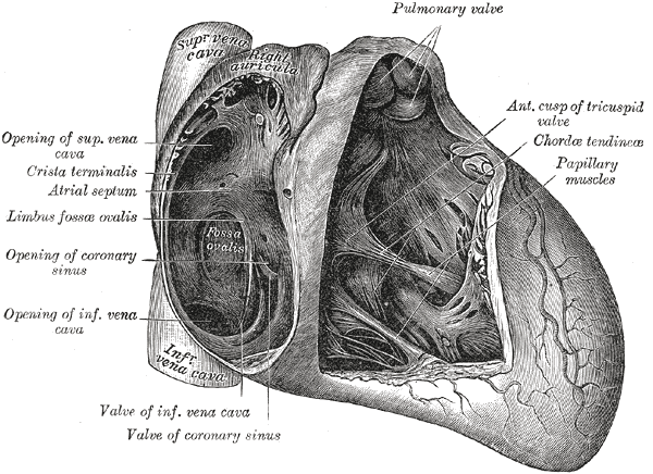 File:Gray493.png