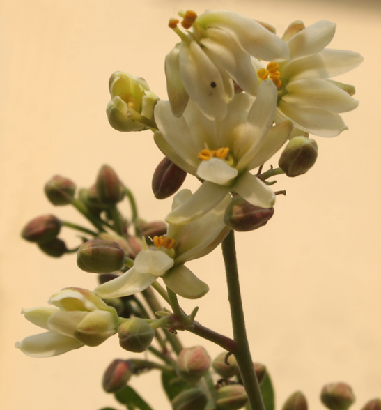 File:Sonjna (Moringa oleifera) flowers at Kolkata W IMG 2123.jpg