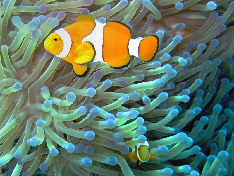 File:Common clownfish curves dnsmpl.jpg