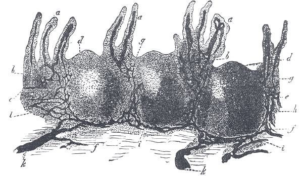 File:Gray1063.png