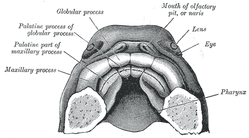File:Gray50.png