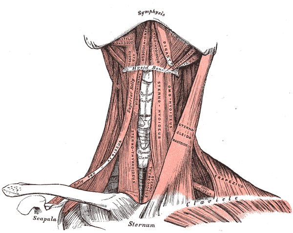 File:Gray386.png