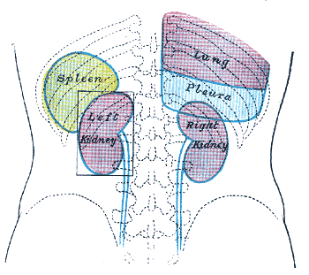 File:Gray1226.png