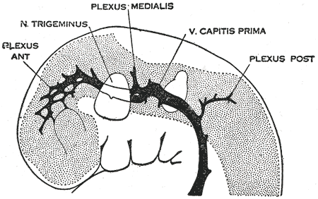 File:Gray481.png