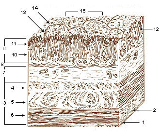 File:Illu stomach layers.jpg