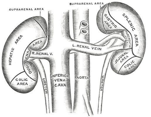 File:Gray1122.png