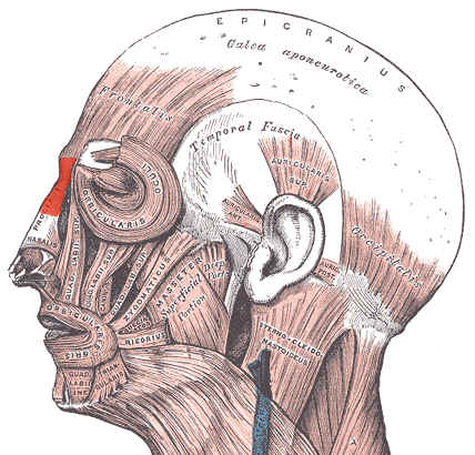 File:Procerus.png