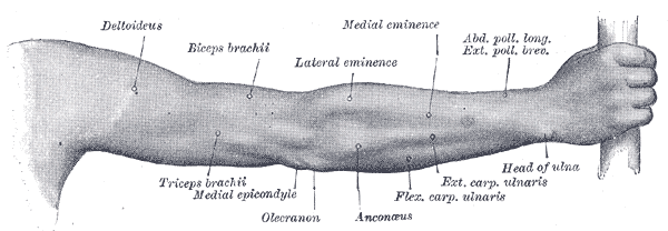 File:Gray1232.png
