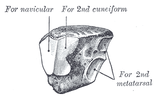File:Gray282.png