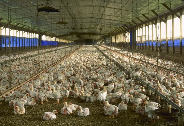 File:Florida chicken house.jpg