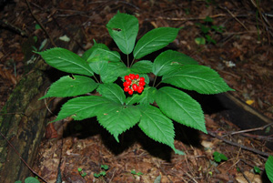 File:American-ginseng-with-fruit.jpg