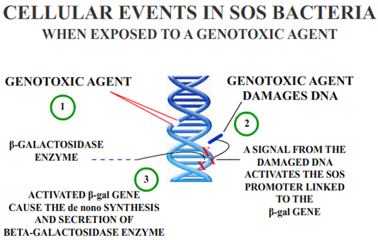 File:Genotoxic Damage.png