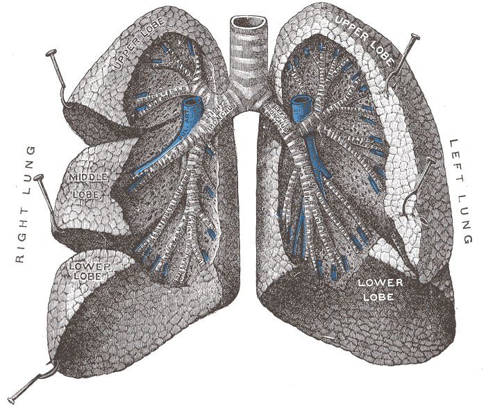 File:Gray962.png