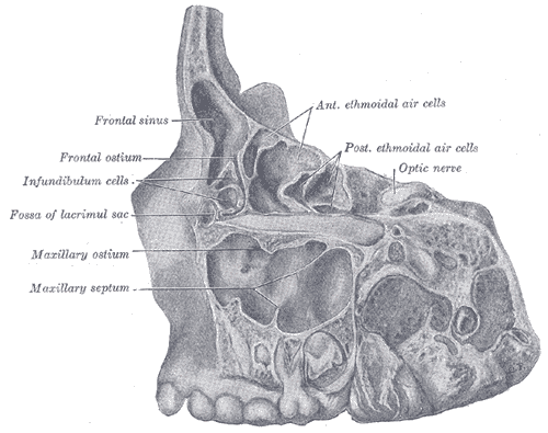 File:Gray862.png