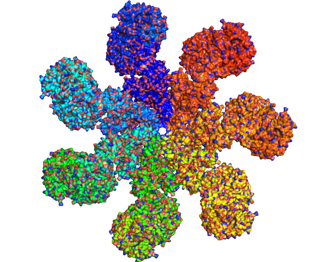 File:Apoptosome surface rendering.png