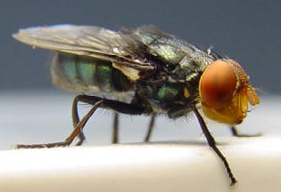 File:Cochliomyia hominivorax (Coquerel, 1858).jpg