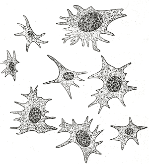 File:Gray456.png