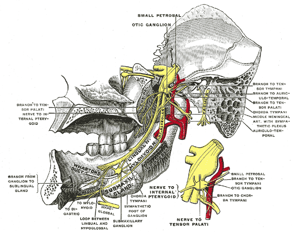 File:Gray782.png
