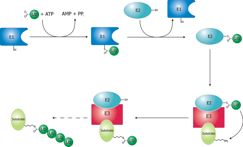 File:Ubiquitylation.png