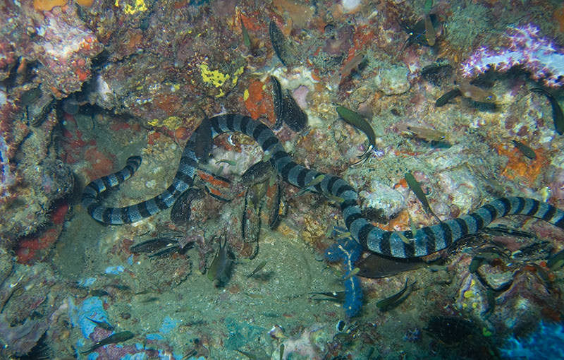 File:Banded Sea Snake-jonhanson.jpg