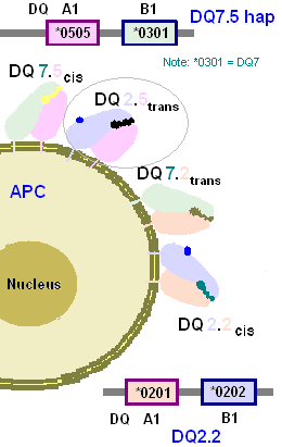 File:HLA-DQ2.5trans protein.png
