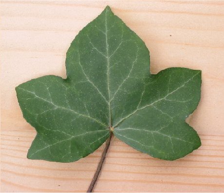File:Klimopblad Hedera helix.jpg
