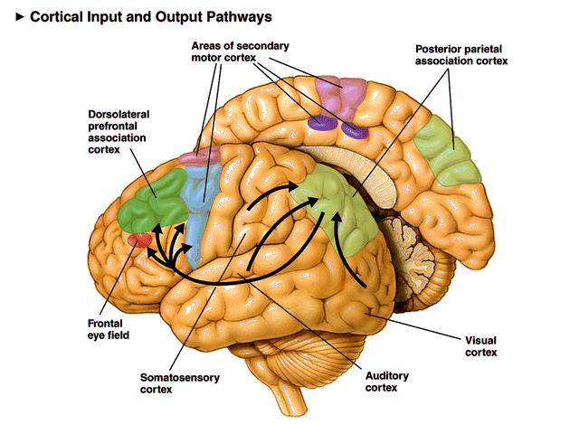 File:Posterior Parietal Lobe.jpg
