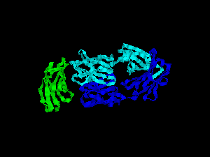 File:CD28 structure.gif