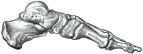 File:Gray290.png