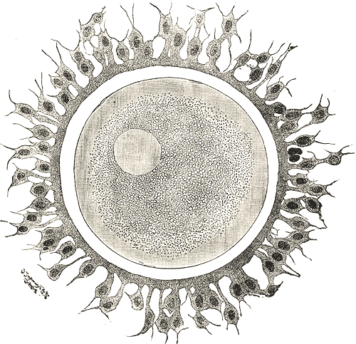 File:Gray3.png