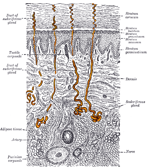 File:Gray940 - sweat gland.png