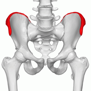 File:Iliac crest - animation03.gif