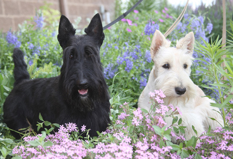 File:Scottish Terriers.jpg