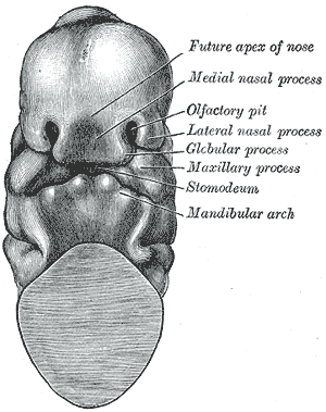 File:Gray45.png