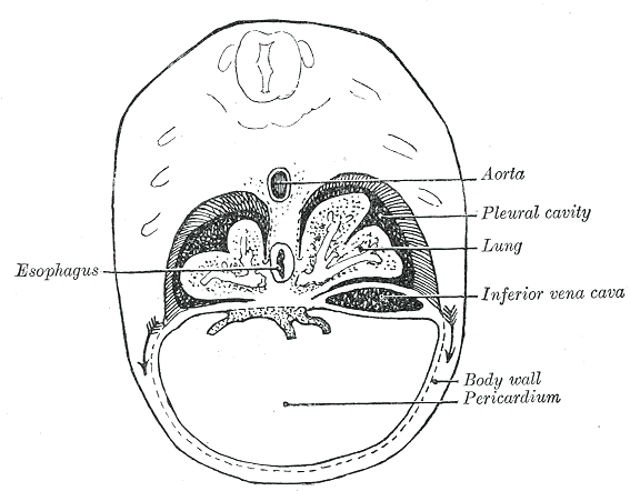 File:Gray56.png