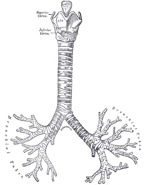 File:Gray961.png
