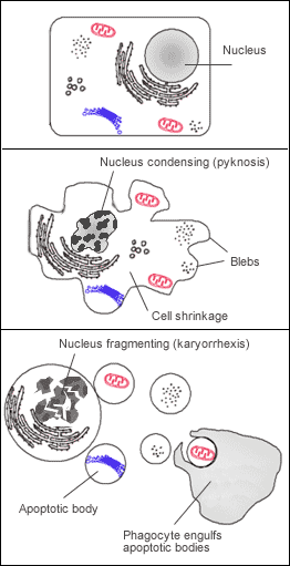 File:Apoptosis.png