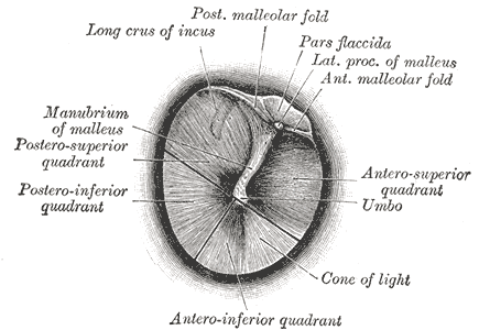 File:Gray1208.png