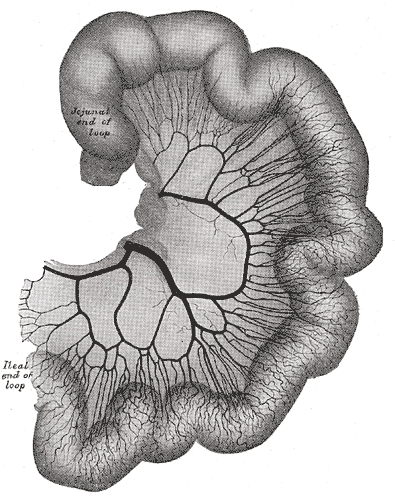 File:Gray535.png