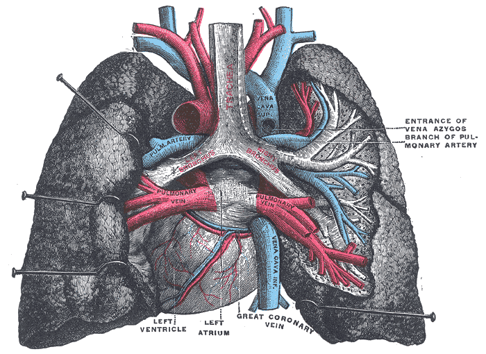 File:Gray971.png