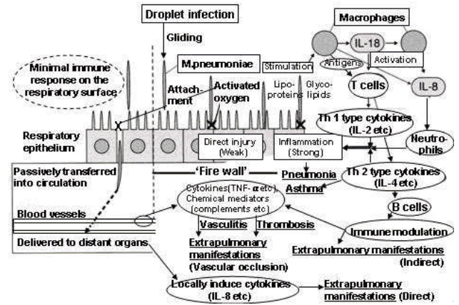 File:Pathogenicity of Mycoplasma pneumoniae in vasculitic-thrombotic disorders.png