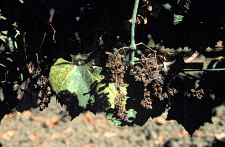 File:Vitis vinifera phytoplasma.jpg