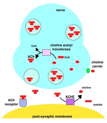 File:AChe mechanism of action.jpg