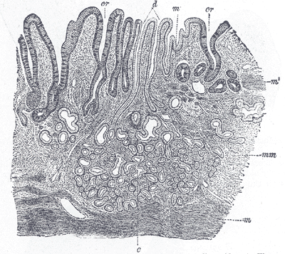 File:Gray1053.png