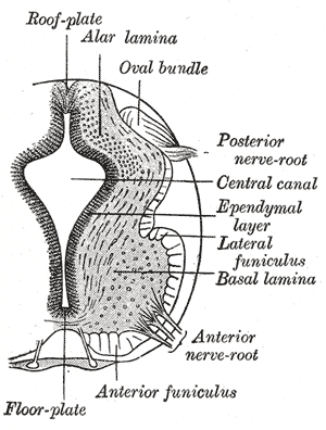 File:Gray642.png