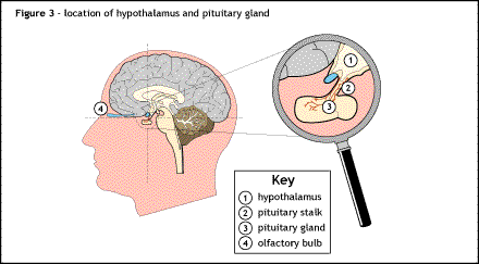 File:Location of hypothalamus, pituitary gland and olfactory bulb. .gif