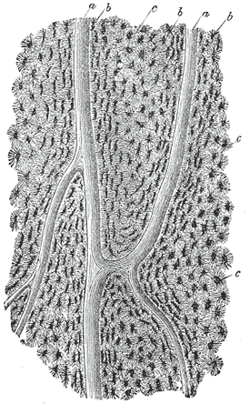 File:Gray74.png