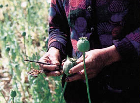File:Harvesting opium.jpg