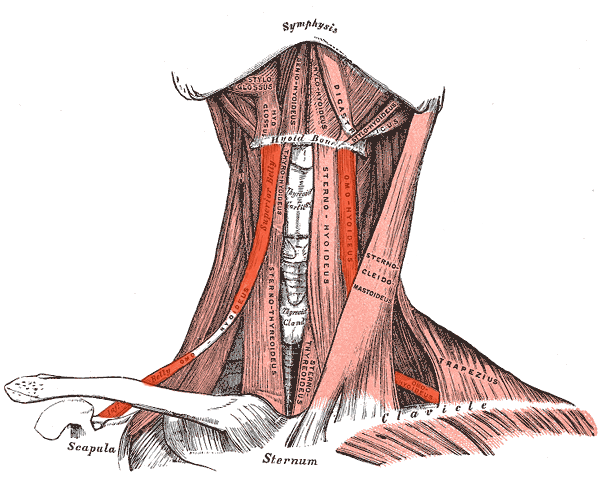 File:Musculus omohyoideus.png